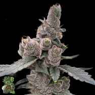 In House Genetics Garlic Fusion
