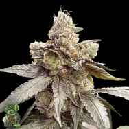 In House Genetics Garlic Sherb S1