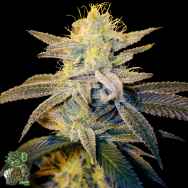 In House Genetics Garlic Sherb