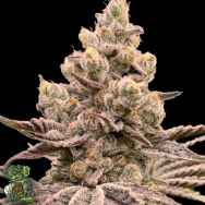 In House Genetics Garlic Storm