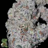 In House Genetics Gasberry