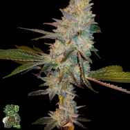 In House Genetics Goliath F2