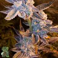 In House Genetics Grape Marmalade