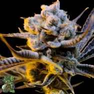 In House Genetics Head Locc