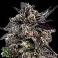 In House Genetics Honey D