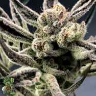 In House Genetics Iced Bananas