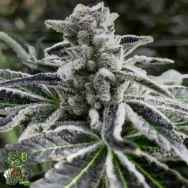 In House Genetics Iced Out