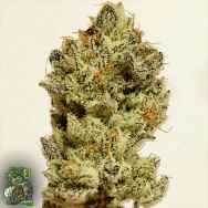 In House Genetics Jelly Breath BX1