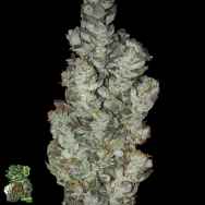 In House Genetics Jelly Kush