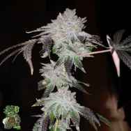 In House Genetics Jelly Mints