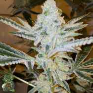 In House Genetics Jungle Diamonds