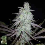 In House Genetics King Sherb