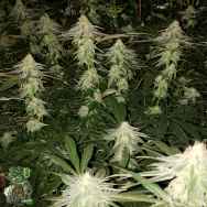 In House Genetics Lime Drops