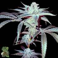 In House Genetics Loud Cake