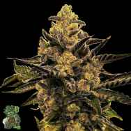In House Genetics Magenta OG