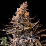 In House Genetics Masterpiece