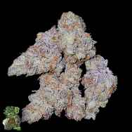 In House Genetics Mint Smoothie