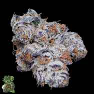 In House Genetics Mint Berry Kush