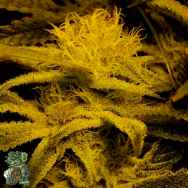 In House Genetics Nanitro