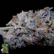 In House Genetics Permanent Velvet