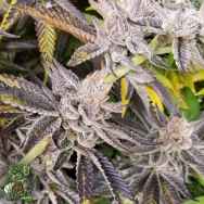 In House Genetics Platinum Cake