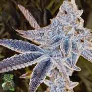 In House Genetics Platinum Dosi
