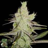 In House Genetics Platinum Garlic