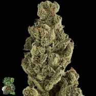 In House Genetics Platinum Garlic x PKM (Limited)