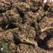 In House Genetics Platinum Gelato