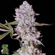 In House Genetics Platinum Gorilla