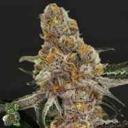 In House Genetics Platinum Gushers