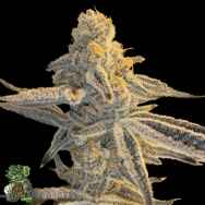 In House Genetics Platinum Jelly