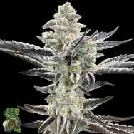 In House Genetics Platinum Kush Breath REMIX