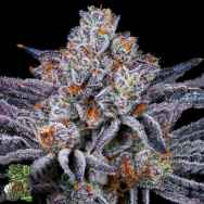 In House Genetics Platinum Kush Breath
