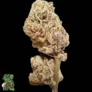 In House Genetics Platinum Punch