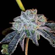 In House Genetics Platinum Purple Candy