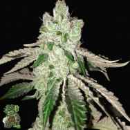 In House Genetics Platinum Purple