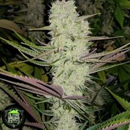 In House Genetics Platinum Silk