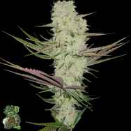 In House Genetics Platinum Silk