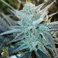 In House Genetics Platinum Split