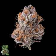 In House Genetics Platinum Valley