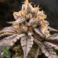 In House Genetics Platinum Zooks