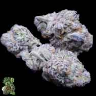 In House Genetics Platinum Zurkle