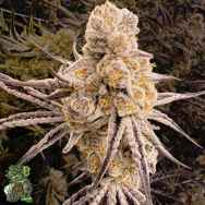 In House Genetics Platinum ix