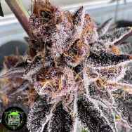 In House Genetics Purple Honey