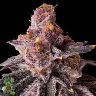 In House Genetics Purple Honey
