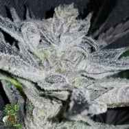 In House Genetics Sherba Frost