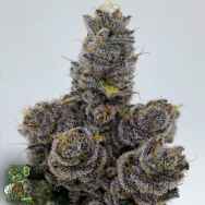In House Genetics Slurbert