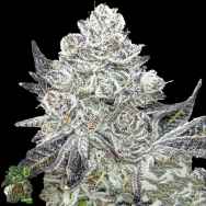 In House Genetics Slurmint ix
