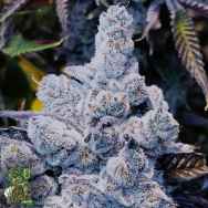 In House Genetics Slurricane #7 S1